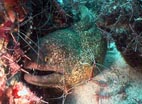Murne mit Putzergarnelen - morae eel with cleaner shrimps