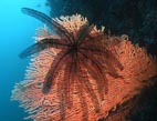Federstern in einem Korallenfcher - feather star in a coral fan