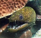 kleine Murne mit blen Zhnen - Little morae eel with dangerous teeth