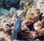 Geistermurne - blue ribbon eel