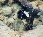White-Cap-Goby and Shrimp