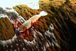 Imperatorgarnele auf einer Seegurke - Emperor Shrimp on a Seacucumber