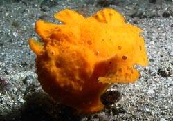 orangeer Kr?tenfisch - orange Frogfish
