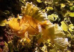 Schaukelfisch - Leaf Scorpionfish