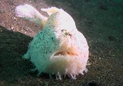 weisser Krtenfisch - white Frogfish
