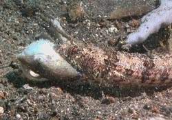 Eidechenfisch frisst Kugelfisch - Lizardfish eating a Pufferfish