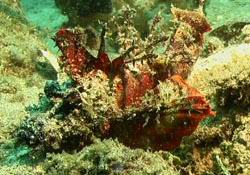 Teufelsscorpionfisch- Devil Scorpionfish