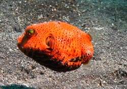 kleiner Kugelfisch - little orange Puffy