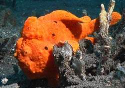 oranger Krtenfisch - orange Frogfish