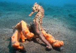 Seepferdchen - Seahorse