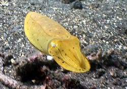 Sepia - Cuttlefish