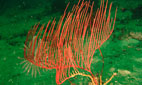 Meerharfe (Koralle)