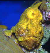 Yellow Frogfish in Klein Bonaire