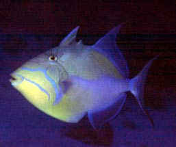 Queens Triggerfish