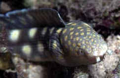 spotted Snake Eel