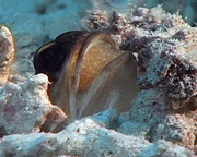 Kieferfisch mit Eiern im Maul