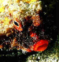 See the Pictures of the Longnose Frogfish